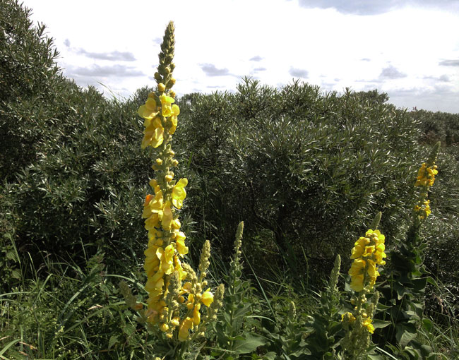stalkaars in de duinen