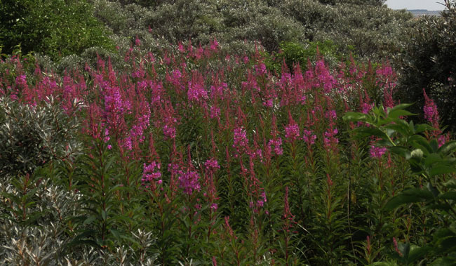 wilgenroosje