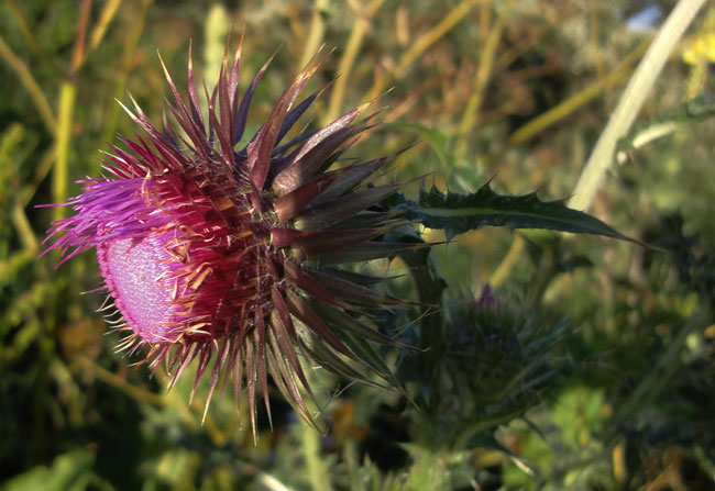 distel op de uitkijk...