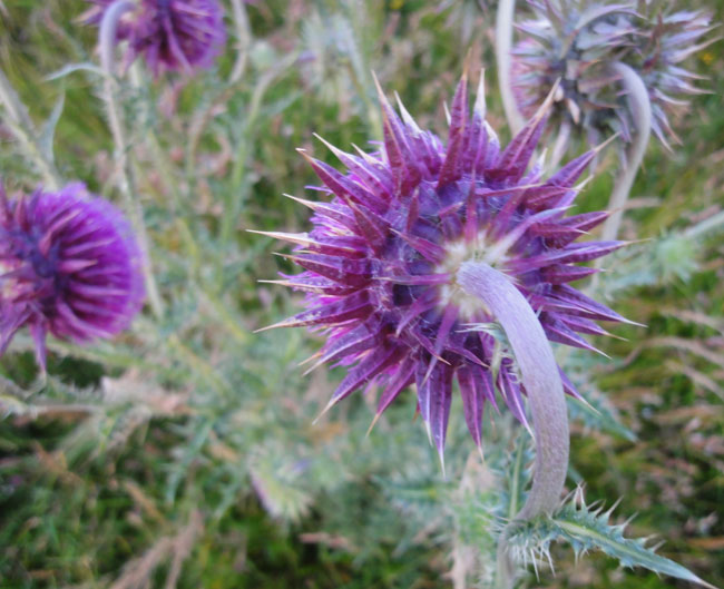 de achterkant van de distel is ook verbluffend mooi...