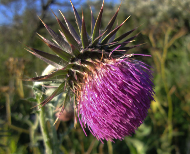 knikkende distel