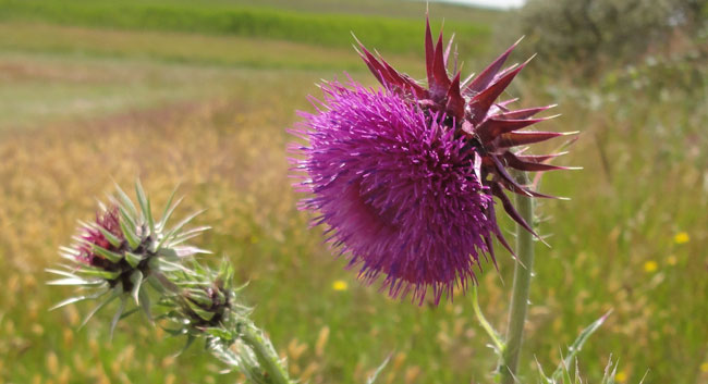 distel, iets opener...
