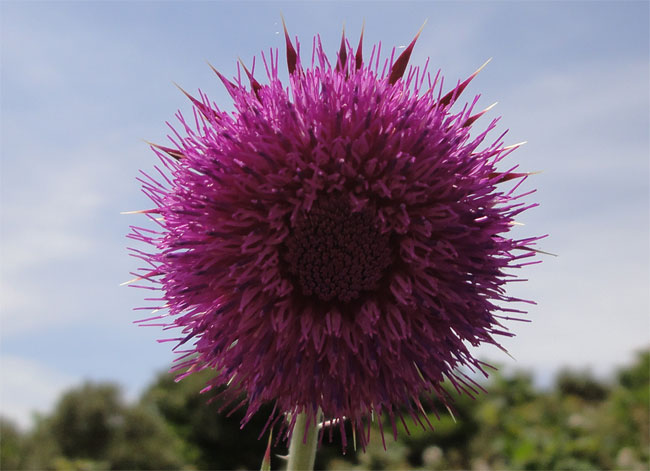 concurrent voor de zonnebloem?
