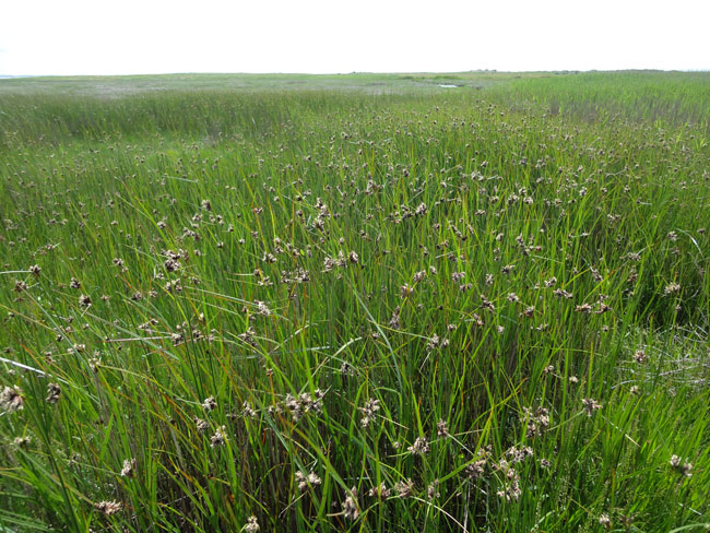 gras op schier