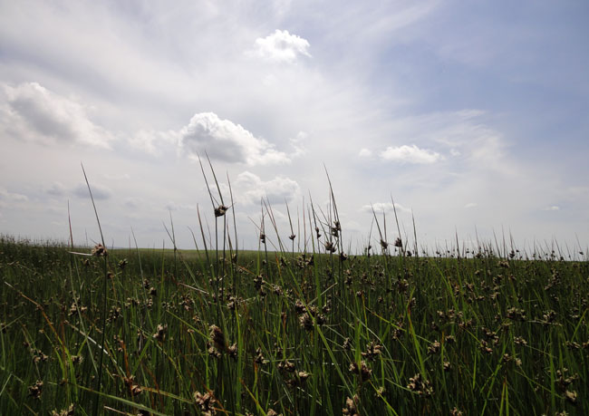 gras en een mooie lucht, wat wil je nog meer?