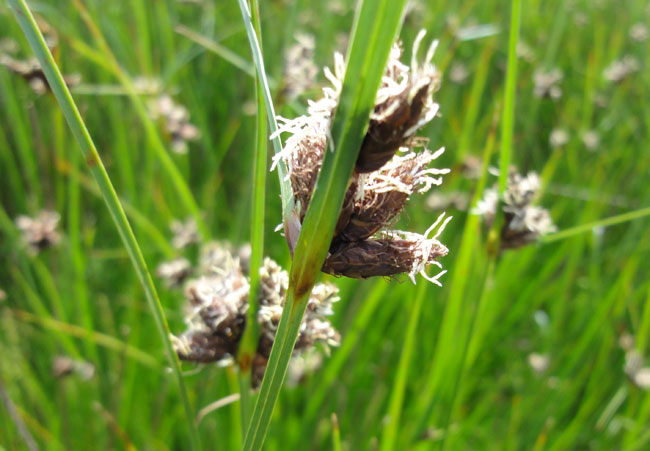 gras...