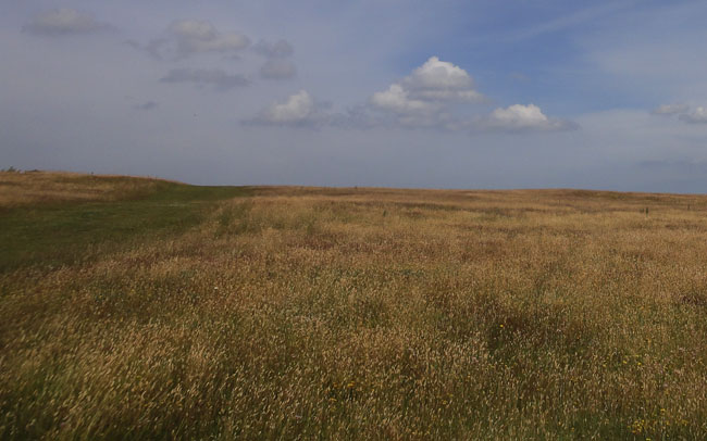 goudgeel gras...