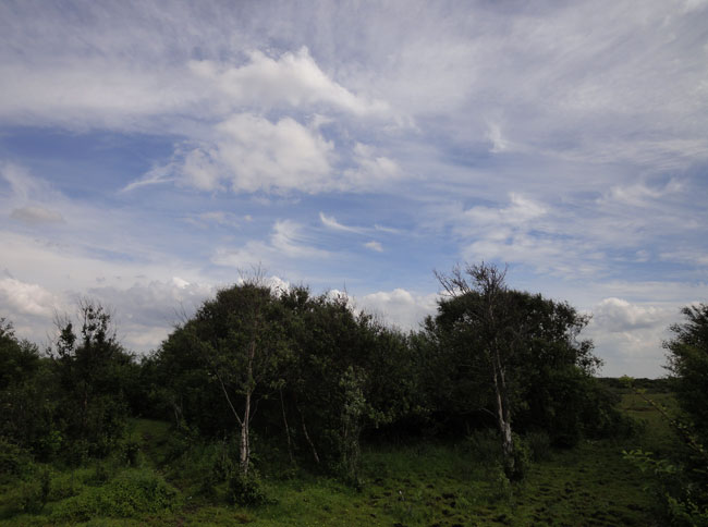 of de bomen wegdrijven...