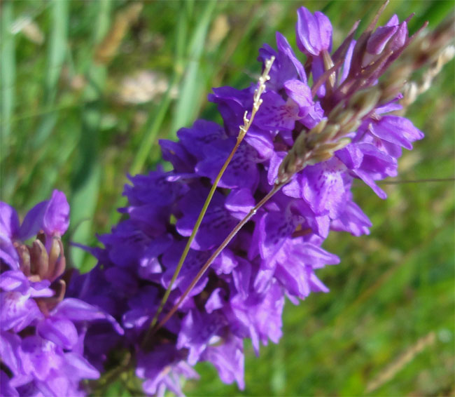 orchidee op schier...