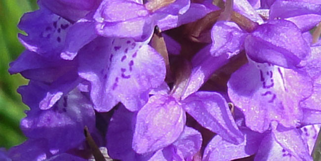 de blaadjes van de rietorchis