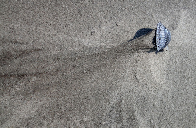 wind, zand en schelp...