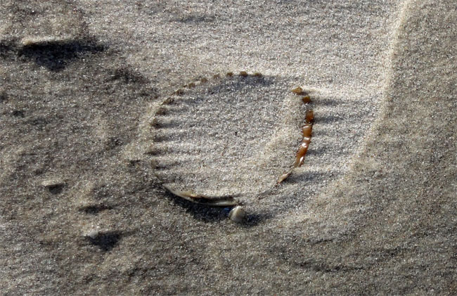 schelp in het zand...