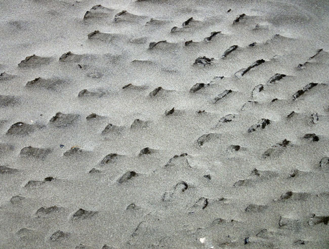 schelpen op het strand...