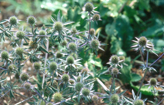 sea holly...