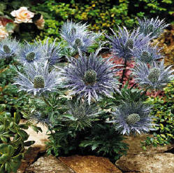 sea holly