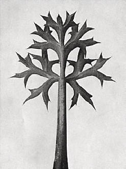 blad van de zeehulst