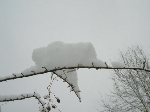 een dun takje kan heel wat sneeuw houden...