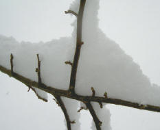 geraamte met sneeuwlichaam...
