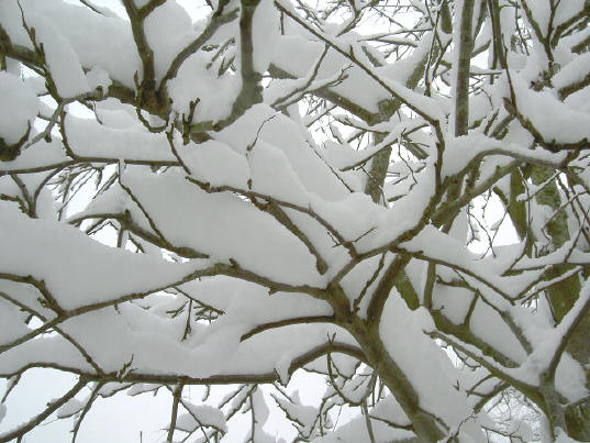 het krioelde er van de sneeuw...