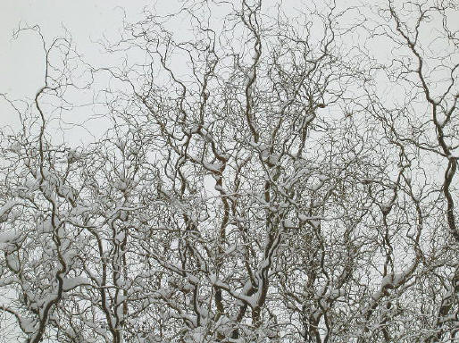 kronkelboom vol sneeuw...