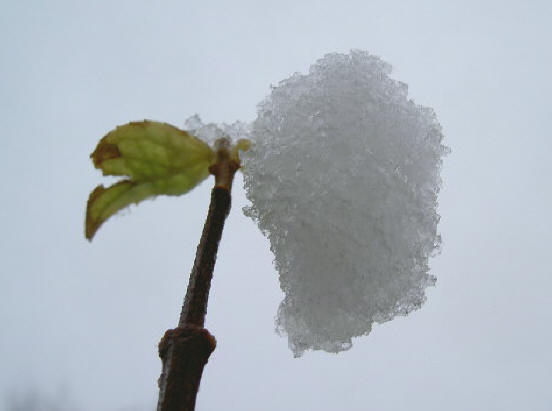 sneeuw