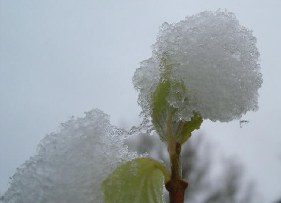 sneeuw