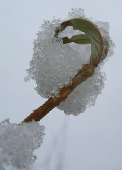 sneeuw op krom takje...