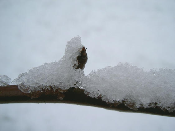 sneeuw
