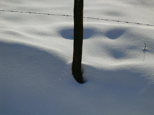 door de prikkeldraad lijkt de sneeuw nog zachter...