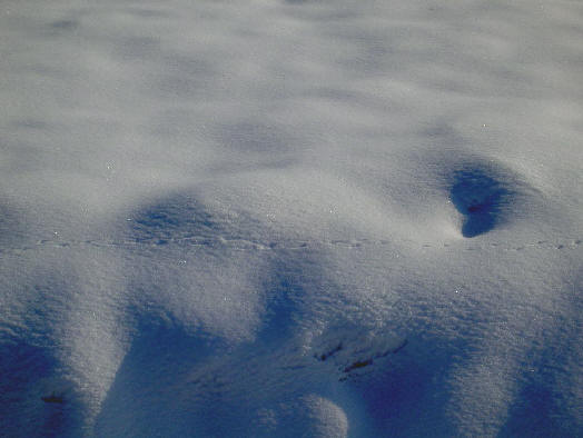spoortje in de sneeuw...