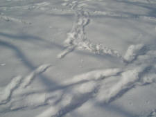 een wandeling in de sneeuw…