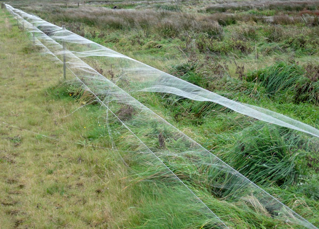 één langgerekt spinneweb