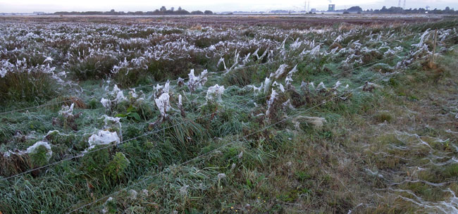 losse plukken