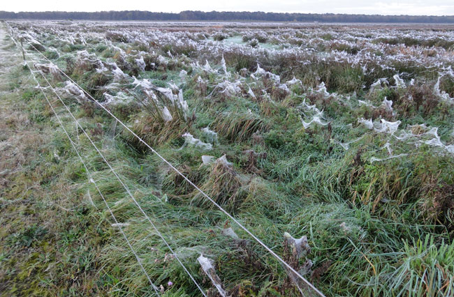 losse plukwattten