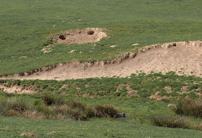 gekke bek in het landschap...