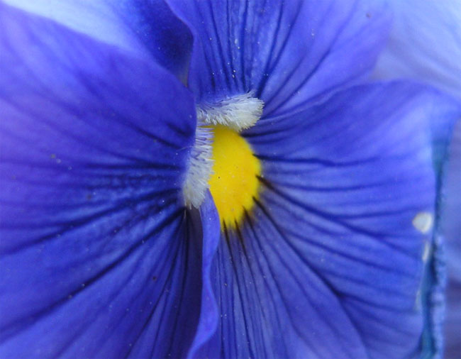 geel, wit en blauw...