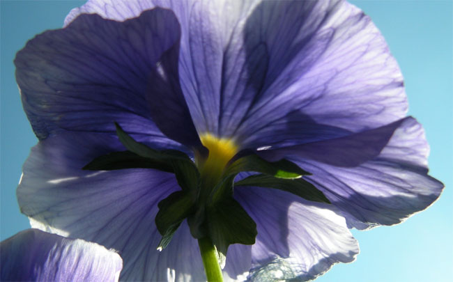 blauwe aan de onderkant
