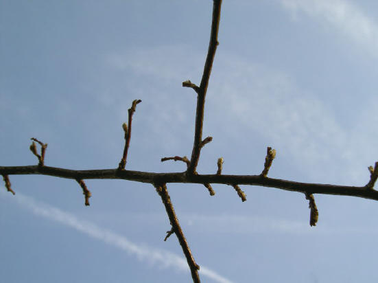 het eerste begin van knoppen zit er al in...
