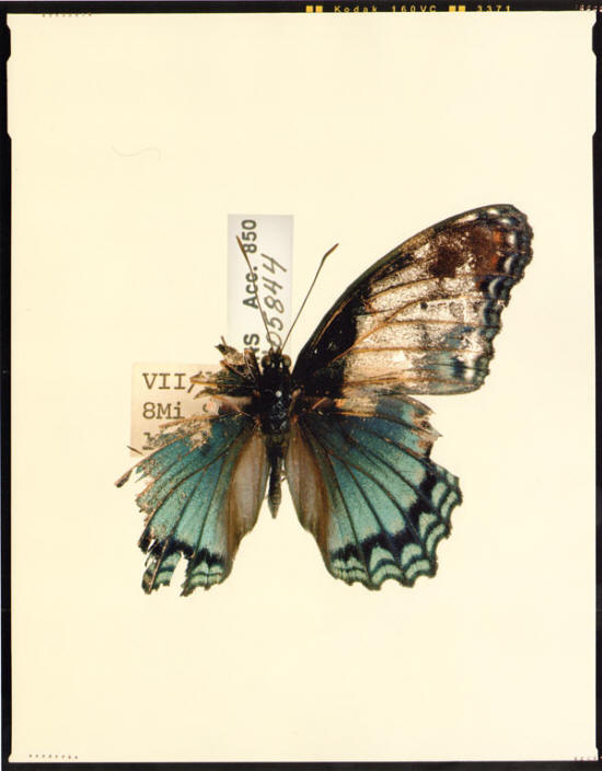 broken butterfly