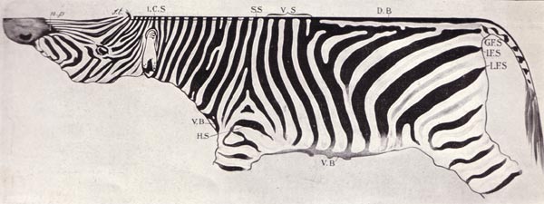 de strepen van een burchellzebra
