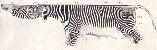 de keizerlijke zebra