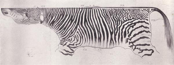 zebra