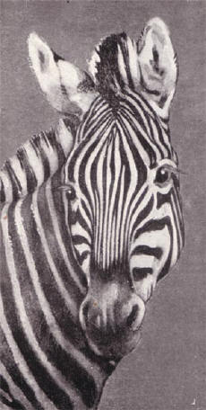 matopo - een burchell zebra