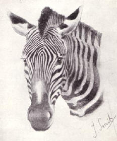 imperial zebra