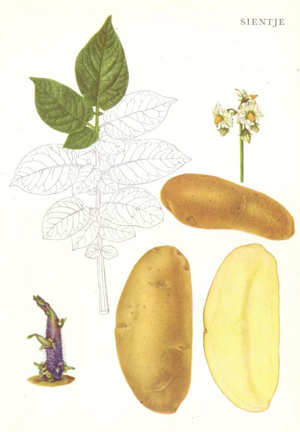 een fraaie langwerpige aardappel...