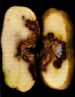 fusarium sulphureum heeft een grillig verloop...