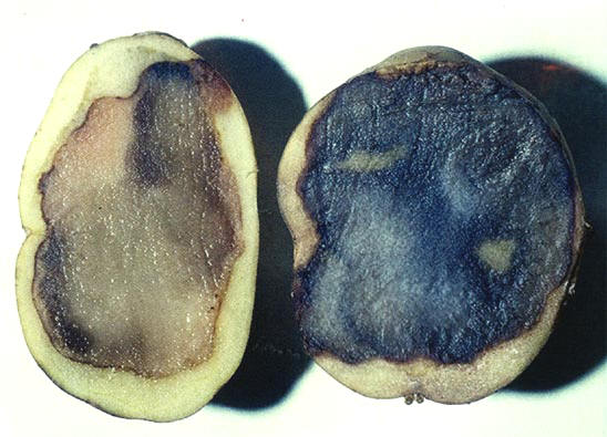waterrot, ook wel pythium, links meteen na doorsnijden, rechts na enige tijd...