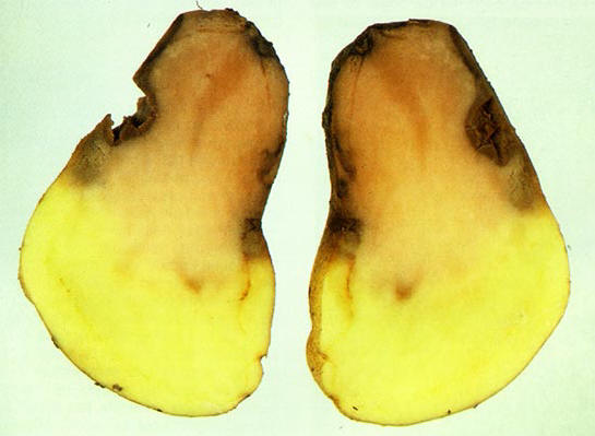 roodrot