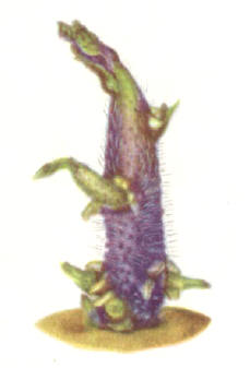 uit de nederlandse aardappelatlas – sientje en irene