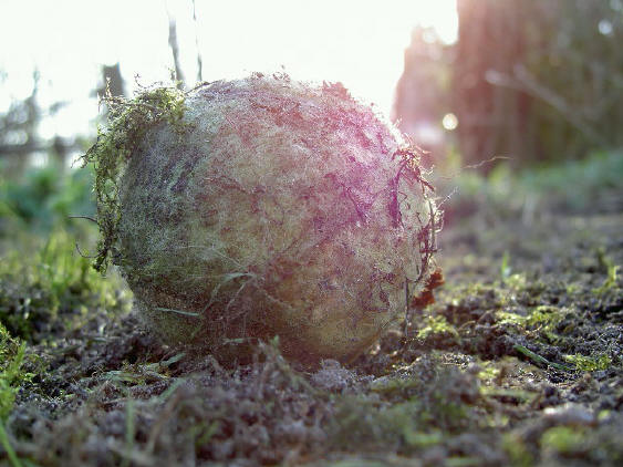 bal met tegenlicht...